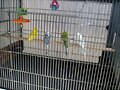 Jaula 2 Pericos 2