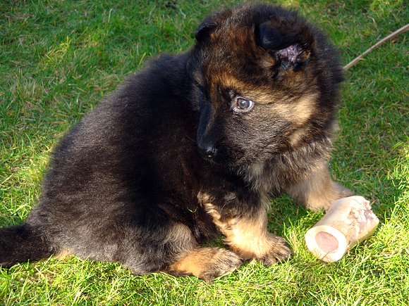 Sirius... (o perro en proyecto...)