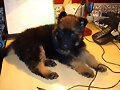 Sirius: desde aqu&iacute; veo mejor c&oacute;mo trabaja mi amo.