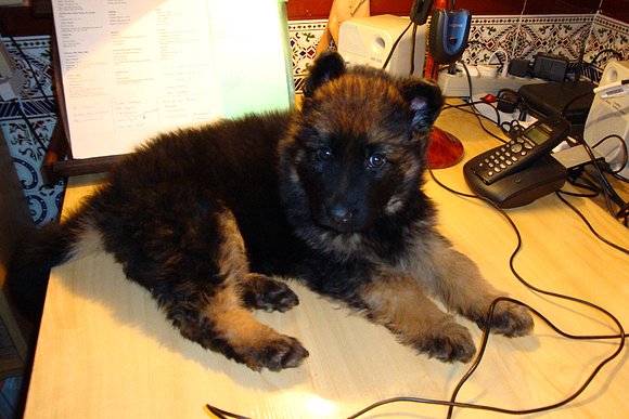 Sirius: desde aquí veo mejor cómo trabaja mi amo.