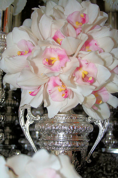 ORQUÍDEAS 2008-4