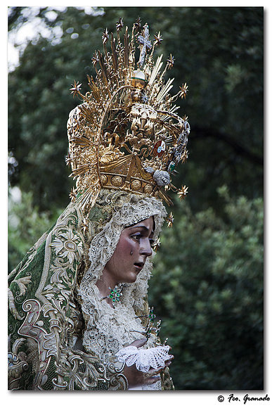 La Rosa más bonita de San Gil de Sevilla
