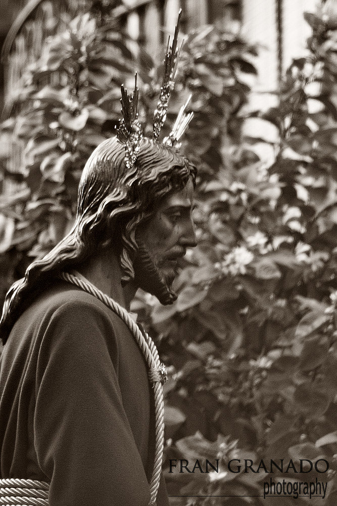 Santa Genoveva camino de la Catedral de Sevilla