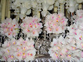 ORQU&Iacute;DEAS 2008-3
