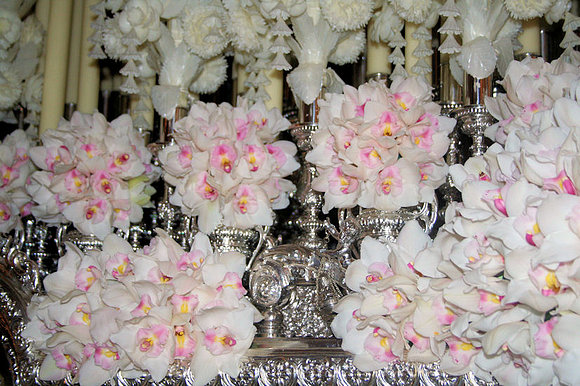 ORQUÍDEAS 2008-3