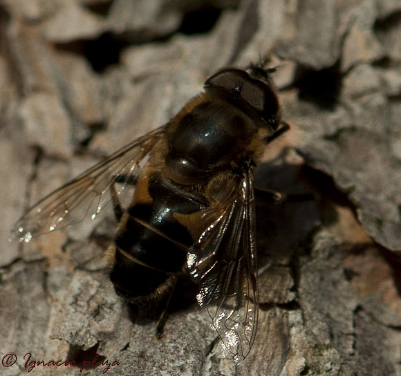 Abeja