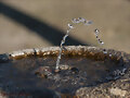 Fuente