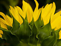 Girasol
