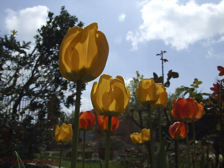 Tulipanes
