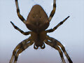 Aracnido
