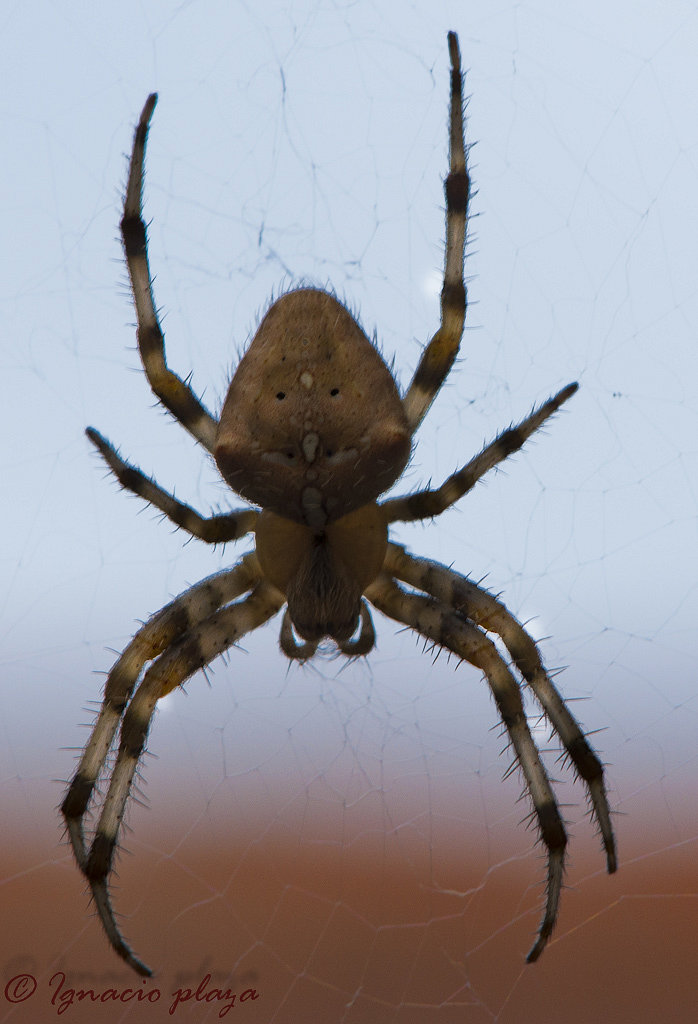 Aracnido