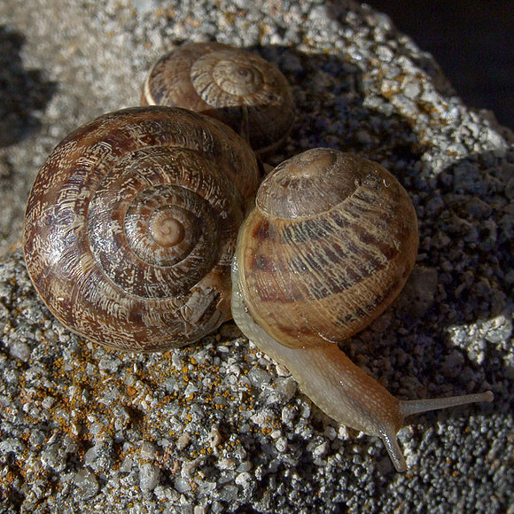 Caracoles