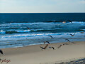 Gaviotas