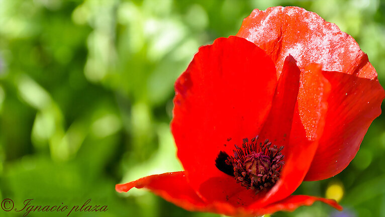 Amapola