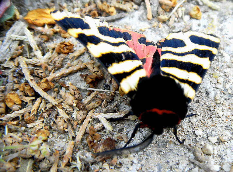 Mariposa