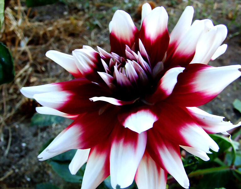Dalia