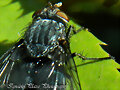 Mosca