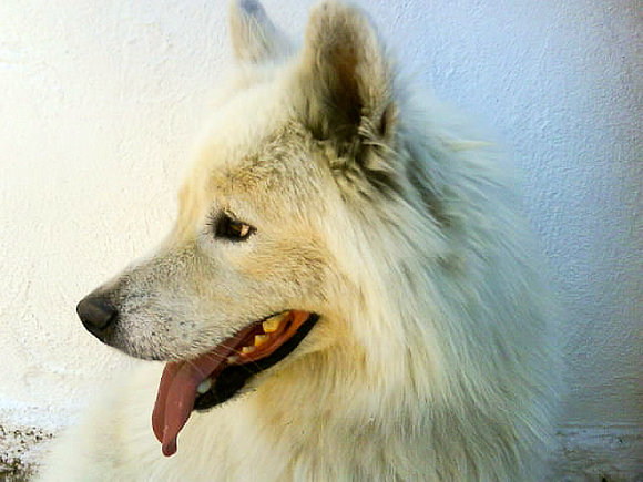 Copito