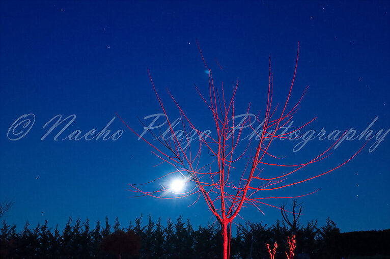 árbol y Luna