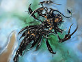 Black Scorpius
