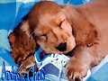PERFECTO COMO TU PERRO