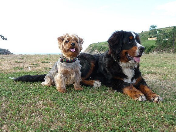 Inseparables