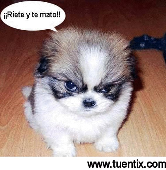 No te Rias ke te mata¡!¡!¡!¡!¡!¡!¡!¡!¡!¡!¡!¡!¡!¡!¡