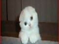 mi gatito minino me lo encontre en gogle