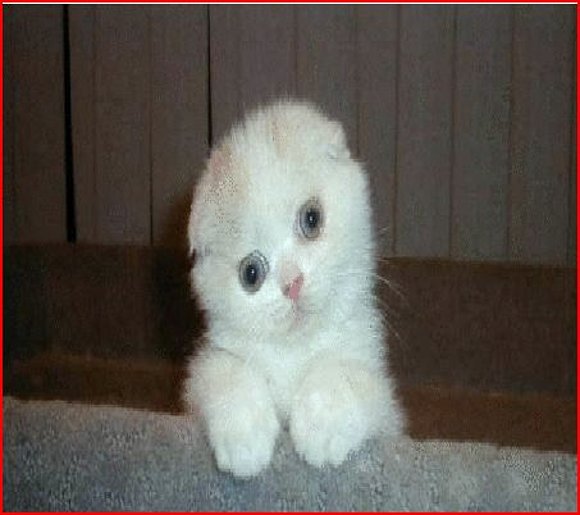 mi gatito minino me lo encontre en gogle