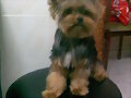 Mii SupeR peRRo &gt;:D Q se LLama Miikii &gt;:D