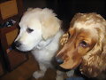 SIMBITA Y CASPER...SERIOS....