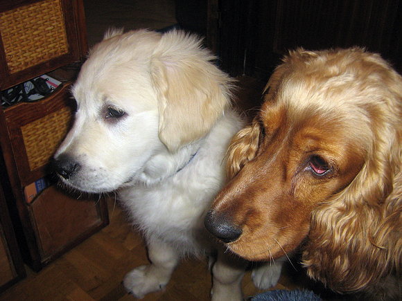 SIMBITA Y CASPER...SERIOS....
