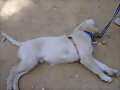 Casper extasiado! Por casi acabamos con &eacute;l..