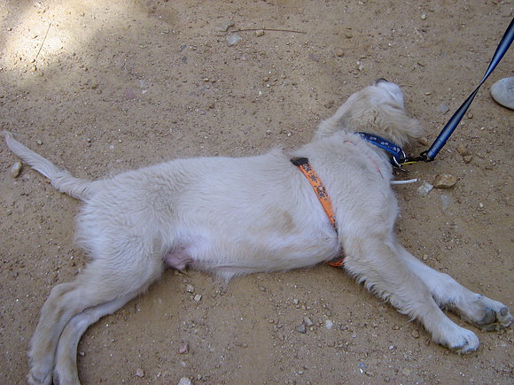 Casper extasiado! Por casi acabamos con él..