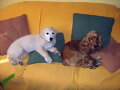 QUE MONOS..