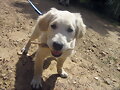 Voy con mi palito por el campoooooooooo