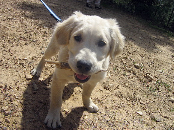 Voy con mi palito por el campoooooooooo