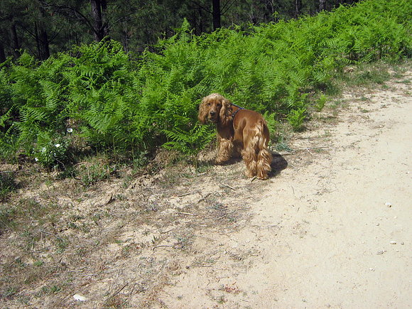 Simbi!!