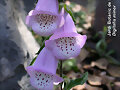 flor del jardin botanico de &acute;S&oacute;ller