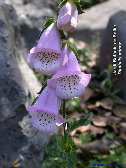flor del jardin botanico de ´Sóller