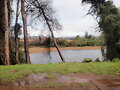 valdivia(mirado  desde  el bosque alto)10