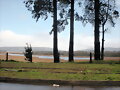 valdivia(mirado  desde  el bosque alto)10