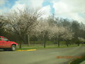 VALDIVIA  EN  PRIMAVERA  1