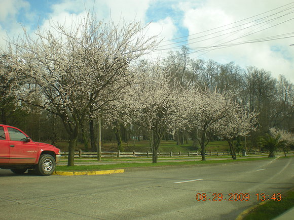 VALDIVIA  EN  PRIMAVERA  1