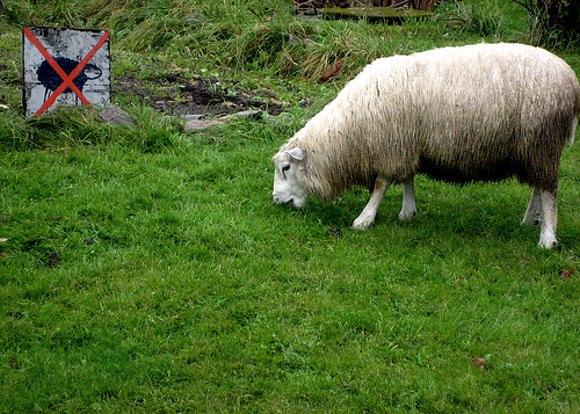 No sheep...