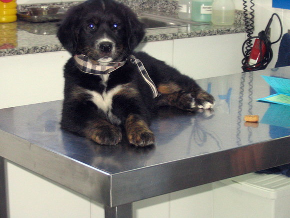 su primera visita al veterinario, muy digna ella