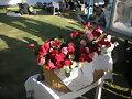 ROSAS PARA LA VIRGEN