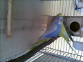 Pajaro nuevo