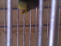Pajaro CON POSIBLES ACAROS