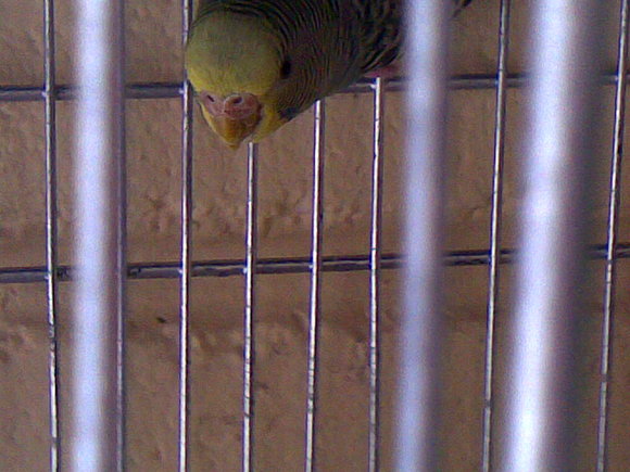 Pajaro CON POSIBLES ACAROS